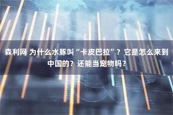 森利网 为什么水豚叫“卡皮巴拉”?它是怎么来到中国的?还能当宠物吗?